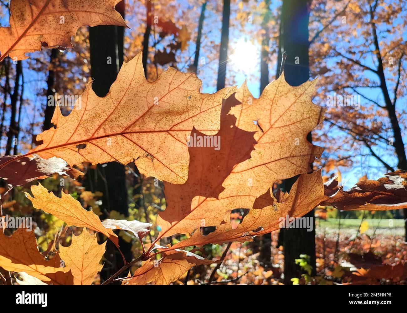 Beautiful brown oak leaves in forest on sunny autumn day. Brightly shining sun and blue sky. Large autumn leaves of tree close-up and beams of sun. Autumn season. Natural background Stock Photo