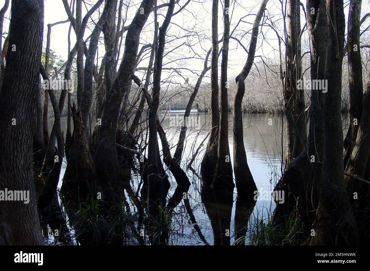 . Tupelo Gum Trees stand along the Apalachicola River's banks. Location: Apalachicola River, Florida Stock Photo