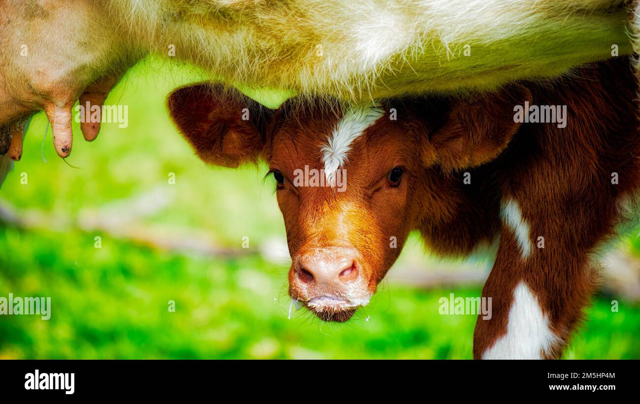 Calf feeding on milk Stock Photo