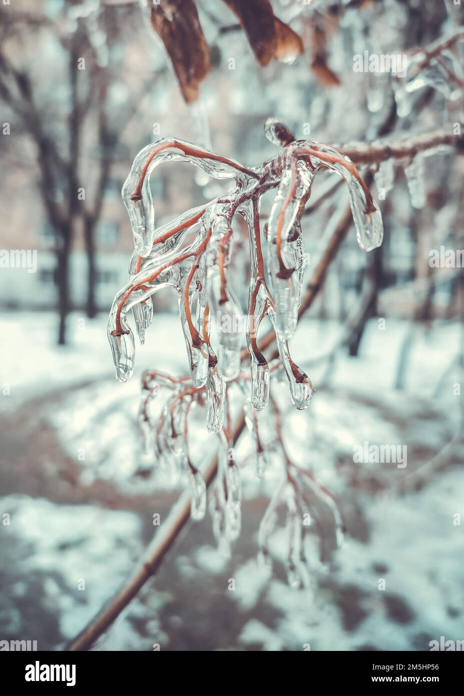 Branches of bush covered with ice after rain in frost in winter close-up. Frozen plants. After icy rain. Freezing rain. frozen raindrops, cold, ice, icy, frosty. Natural phenomenon. Natural background Stock Photo