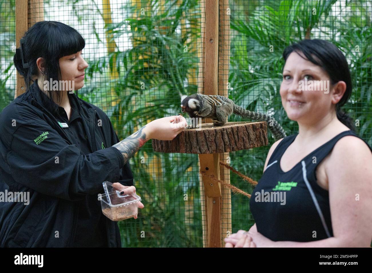 29 December 2022, Brandenburg, Potsdam Animal keepers Lisa (l) and