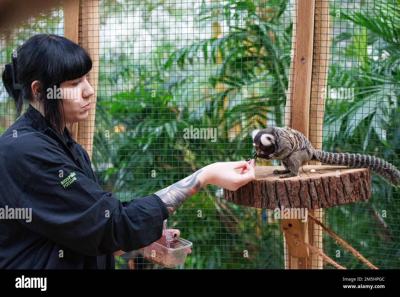 29 December 2022, Brandenburg, Potsdam Animal keeper Lisa feeds the