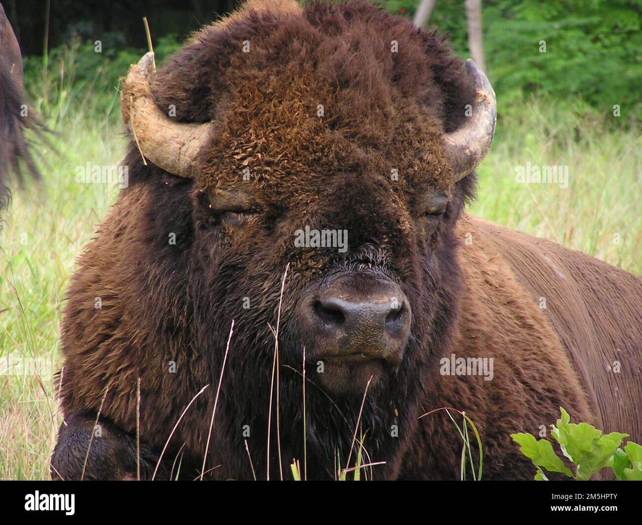 Woodlands Trace Up Close to an American Bison. An American bison