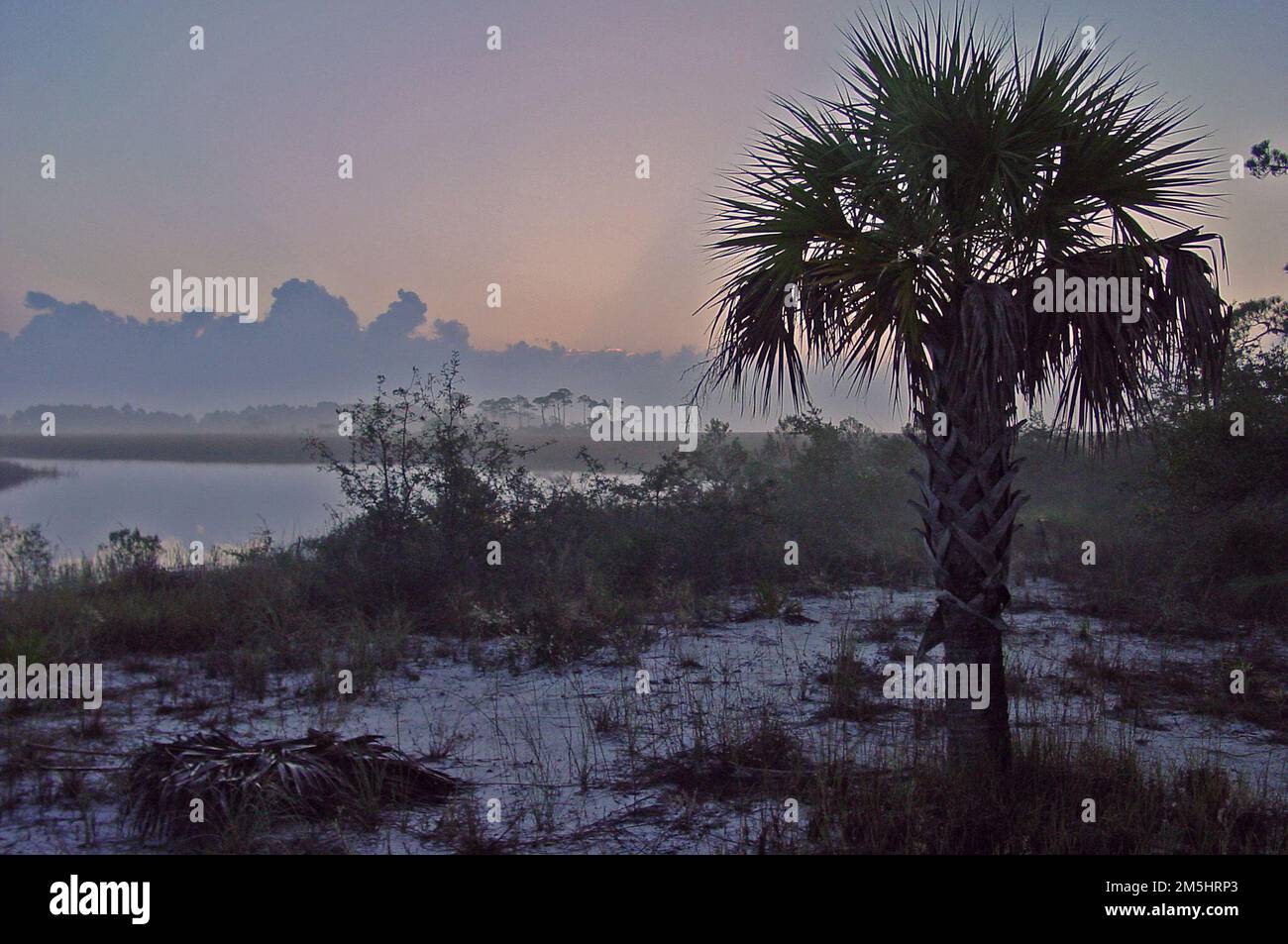 Big Bend Scenic Byway St. James Island. Sugarsand and cabbage palms