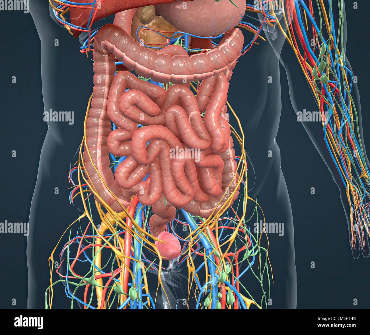 Digestive system, nervous system and vascular pathways 3d illustration ...