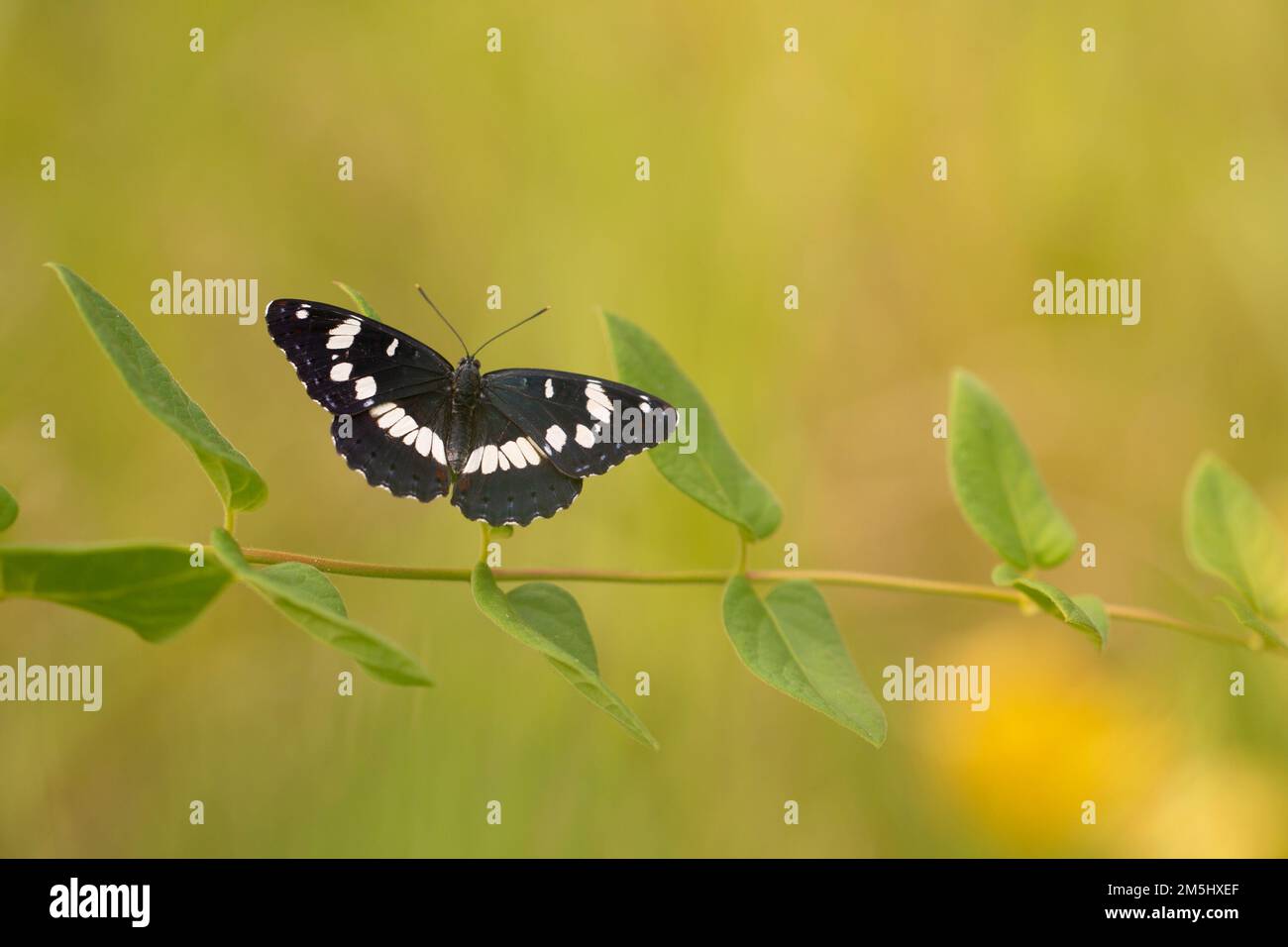 Southern White Admiral butterfly (Limenitis reducta). Photographed in Israel in August Stock Photo