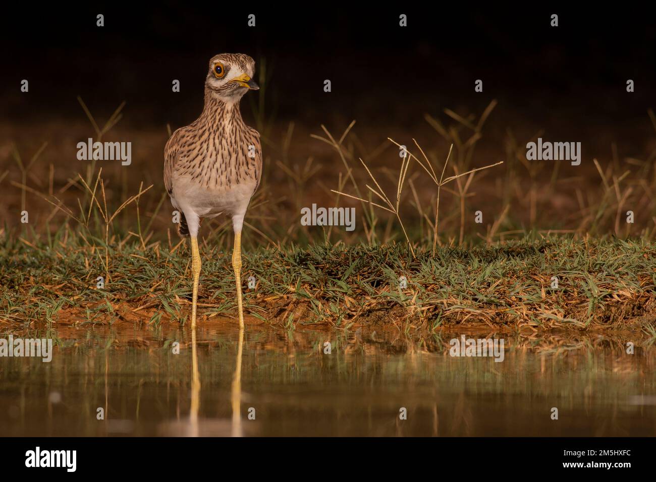 Stone Curlew, Eurasian Thick-knee, or Eurasian Stone-curlew (Burhinus oedicnemus). This wading bird is found in dry open scrublands of Europe, north A Stock Photo