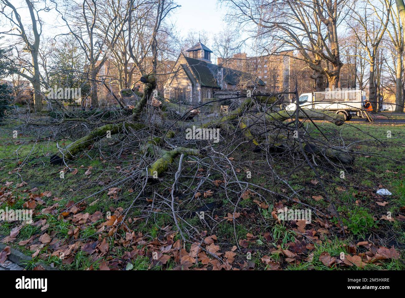 29th December 2022: St Pancras Gardens, London, high winds cause the collapse of the 150 year old Hardy Tree, a historic and natural landmark Stock Photo