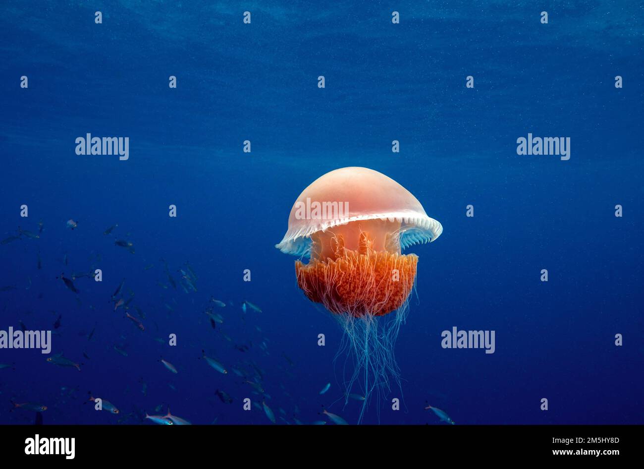 Jellyfish hovering over a reef, Raja Ampat Indonesia. Stock Photo