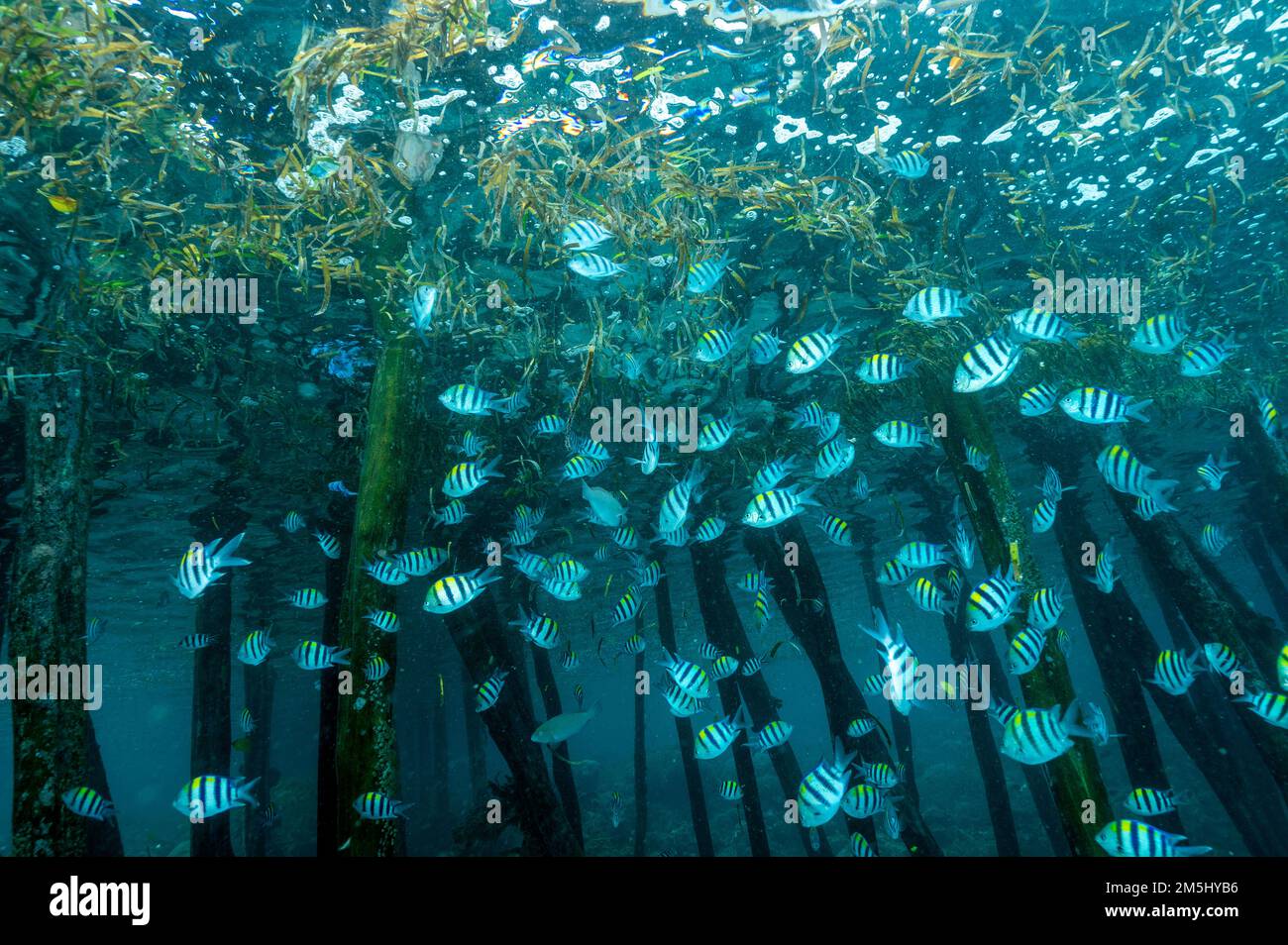 Indo-pacific sergeantfishes,, Abudefduf vaigiensis,  sheltering under a jettyRaja Ampat Indonesia. Stock Photo