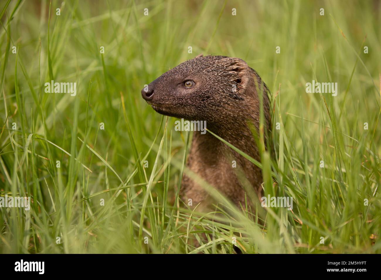 Egyptian Mongoose (Herpestes ichneumon), The Egyptian mongoose is the largest of all African mongooses and lives near water in forests, savannah, or s Stock Photo