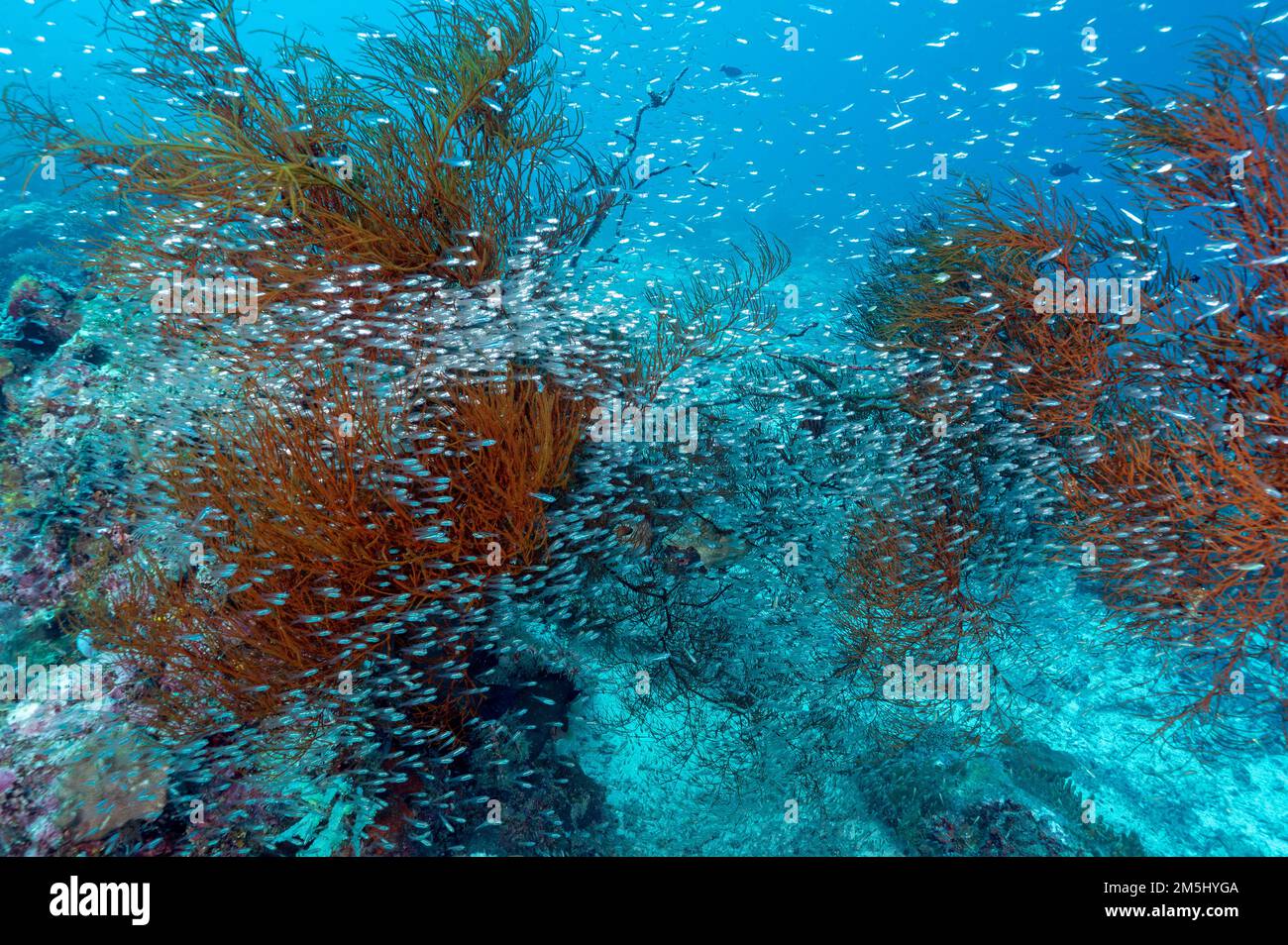 chool of glassfish sheltering in a black coral in Sawanderek, Raja Ampat, Indonesia Stock Photo