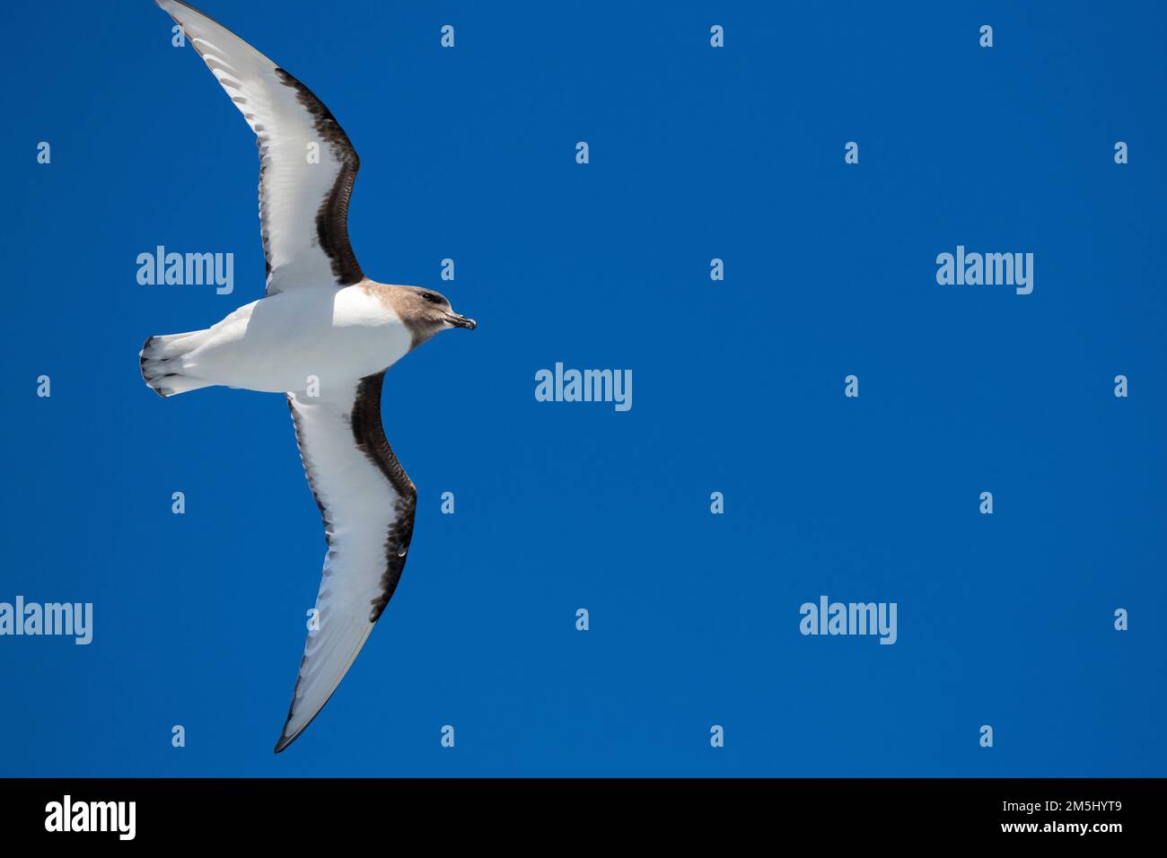 Antarctica, Drake Passage. Antarctic petrel (Thalassoica antarctica) in ...