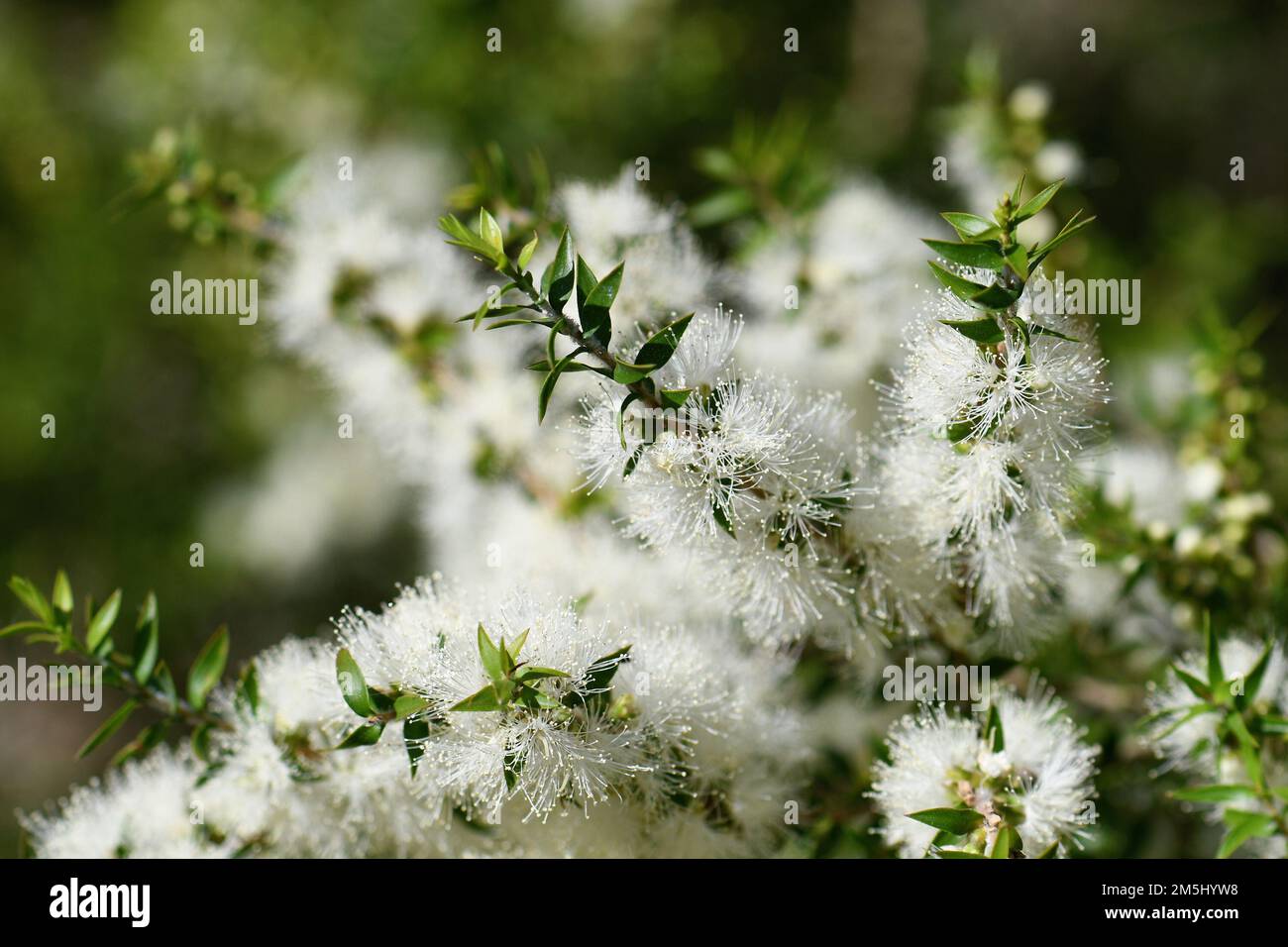 Cream white flowers of an Australian native Melaleuca tea tree, family Myrtaceae. Endemic to NSW. Also known as honey myrtle. Leaves make tea tree oil Stock Photo