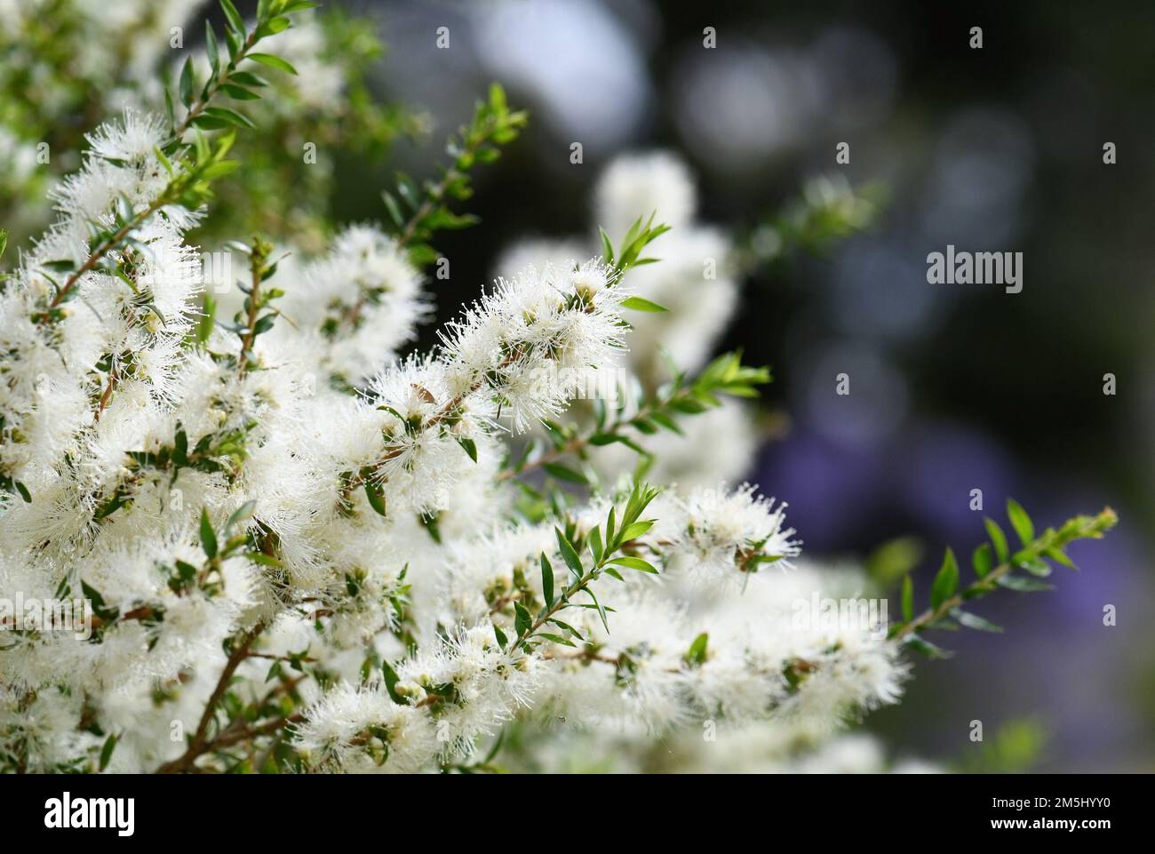 Cream white flowers of an Australian native Melaleuca tea tree, family Myrtaceae. Endemic to NSW. Also known as honey myrtle. Leaves make tea tree oil Stock Photo