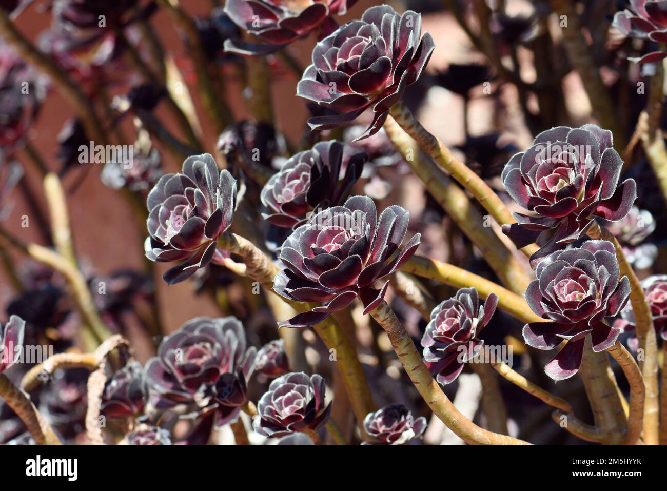 Burgundy dark purple red foliage and rosettes of the succulent plant Aeonium arboretum atropurpureum, family Crassulaceae. Endemic to Canary Islands Stock Photo
