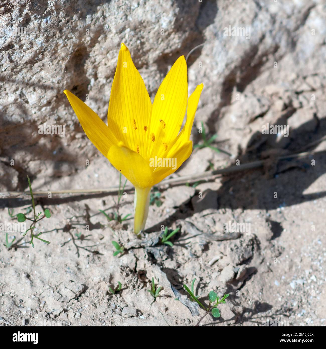 Sternbergia clusiana Fall Daffodil or Large Sternbergia. a bulbous flowering plant in the family Amaryllidaceae, subfamily Amaryllidoideae, It has gre Stock Photo