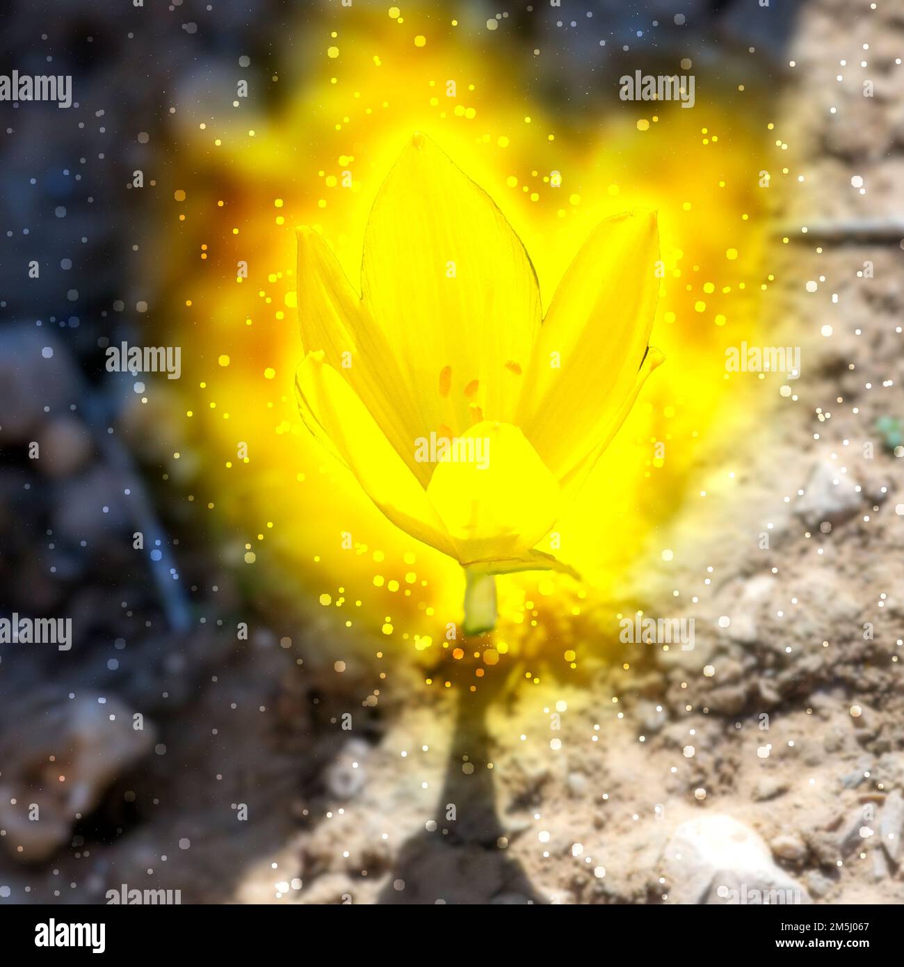 Digitally enhanced image of a Sternbergia clusiana Fall Daffodil or Large Sternbergia. Stock Photo