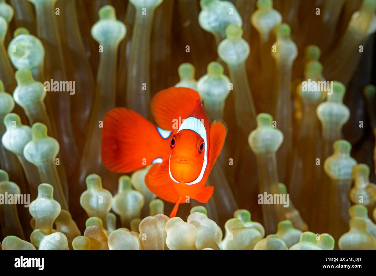 Spinecheek anemonefish, Premnas biaculeatus, Raja Ampat Indonesia. Stock Photo