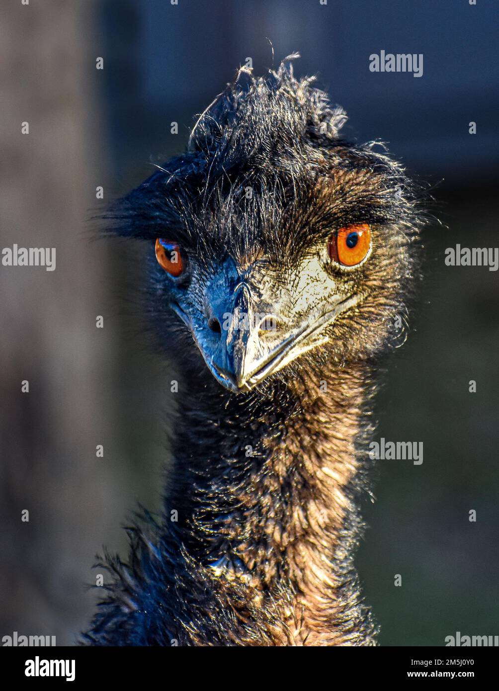 A macro shot of a black Emu War with brown eyes and gray beak on an ...