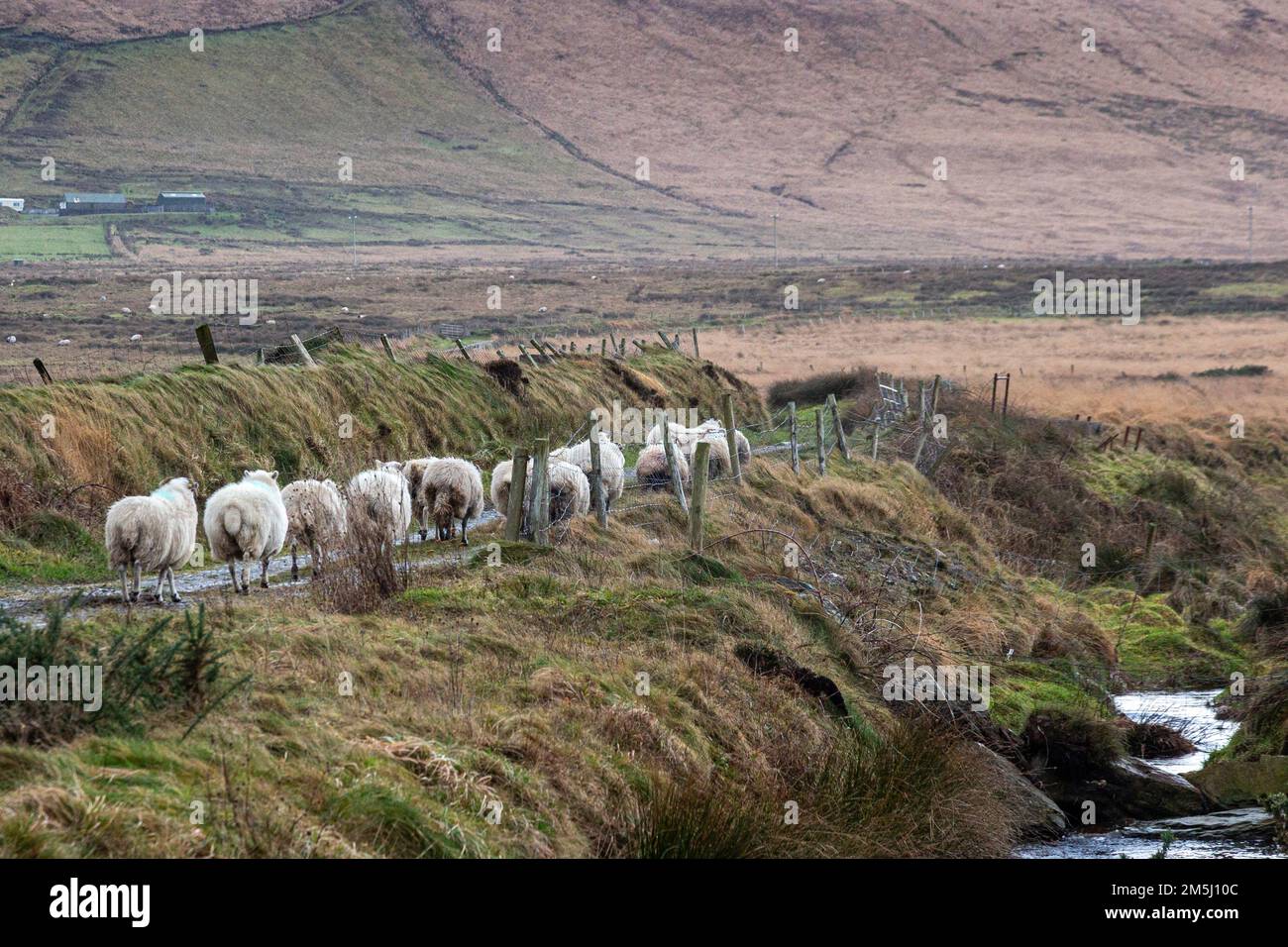 29th December 2022. Loose and lost sheep on country road in County Kerry Ireland Credit: Stephen Power/Alamy Live News Stock Photo