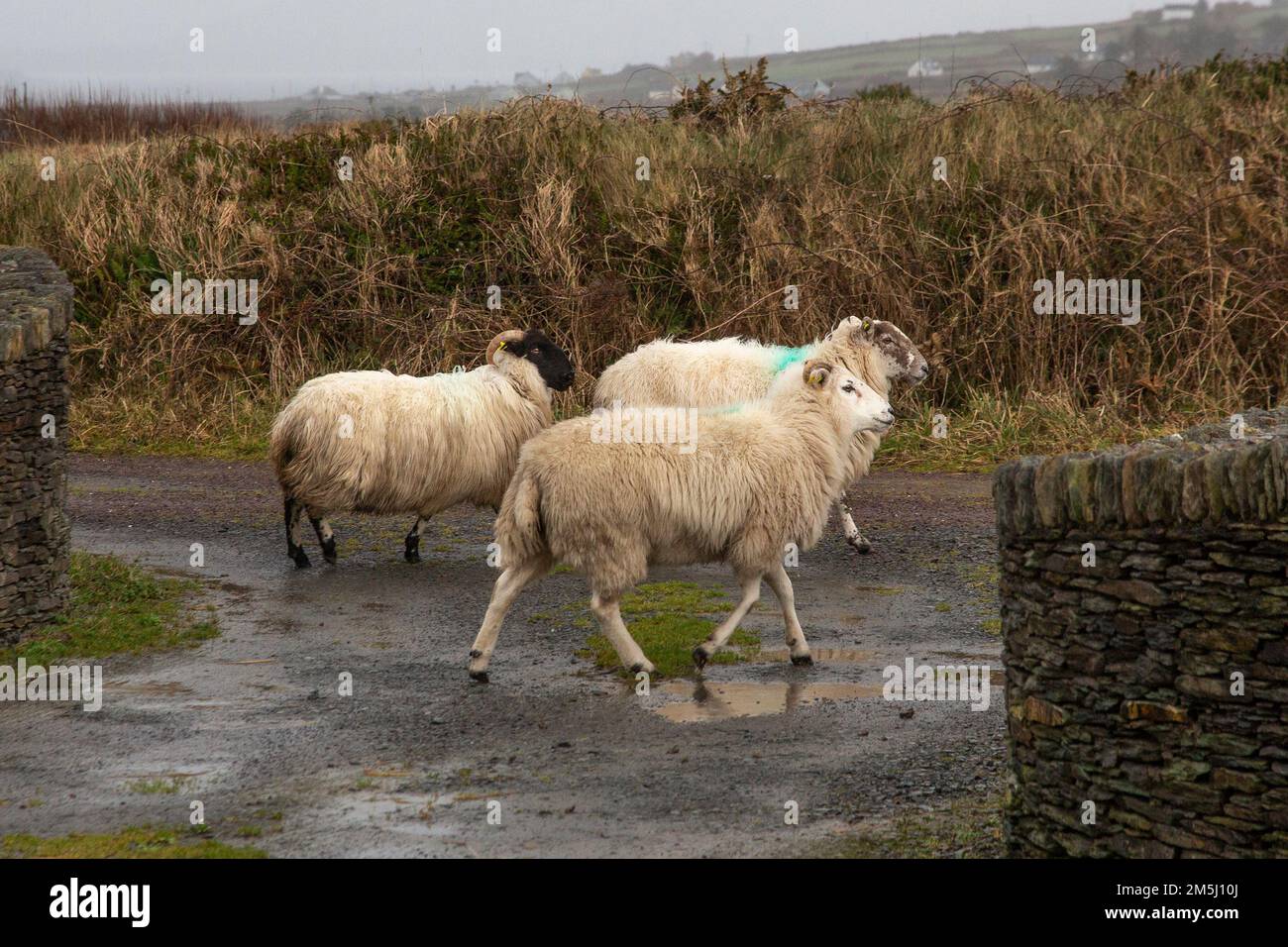 29th December 2022. Loose and lost sheep on country road in County Kerry Ireland Credit: Stephen Power/Alamy Live News Stock Photo