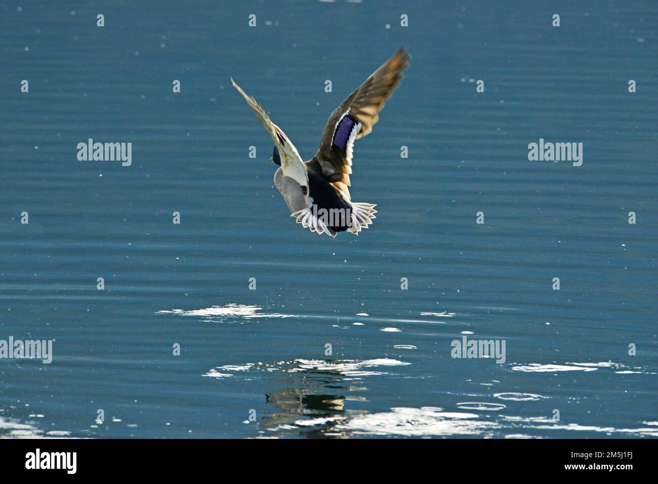 A mallard takes flight in the lake of Fimon, near Vicenza, Italy, March 18, 2022. Lake of Fimon is protected area and home to hundreds of plant and animal species. Studies show that spending time in nature can help build and maintain psychological resilience and readiness. Lake Fimon has formed at the end of third phase of the quaternary ice age and has undergone major changes arriving at its actual form. ( U.S. Army Photos by Paolo Bovo) Stock Photo