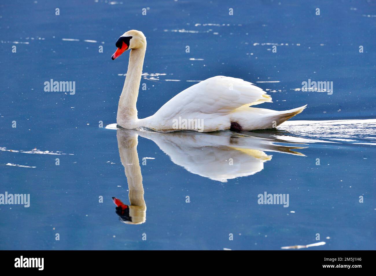A white swan swims across the lake of Fimon, near Vicenza, Italy, March 18, 2022. Lake of Fimon is protected area and home to hundreds of plant and animal species. Studies show that spending time in nature can help build and maintain psychological resilience and readiness. Lake Fimon has formed at the end of third phase of the quaternary ice age and has undergone major changes arriving at its actual form. ( U.S. Army Photos by Paolo Bovo) Stock Photo