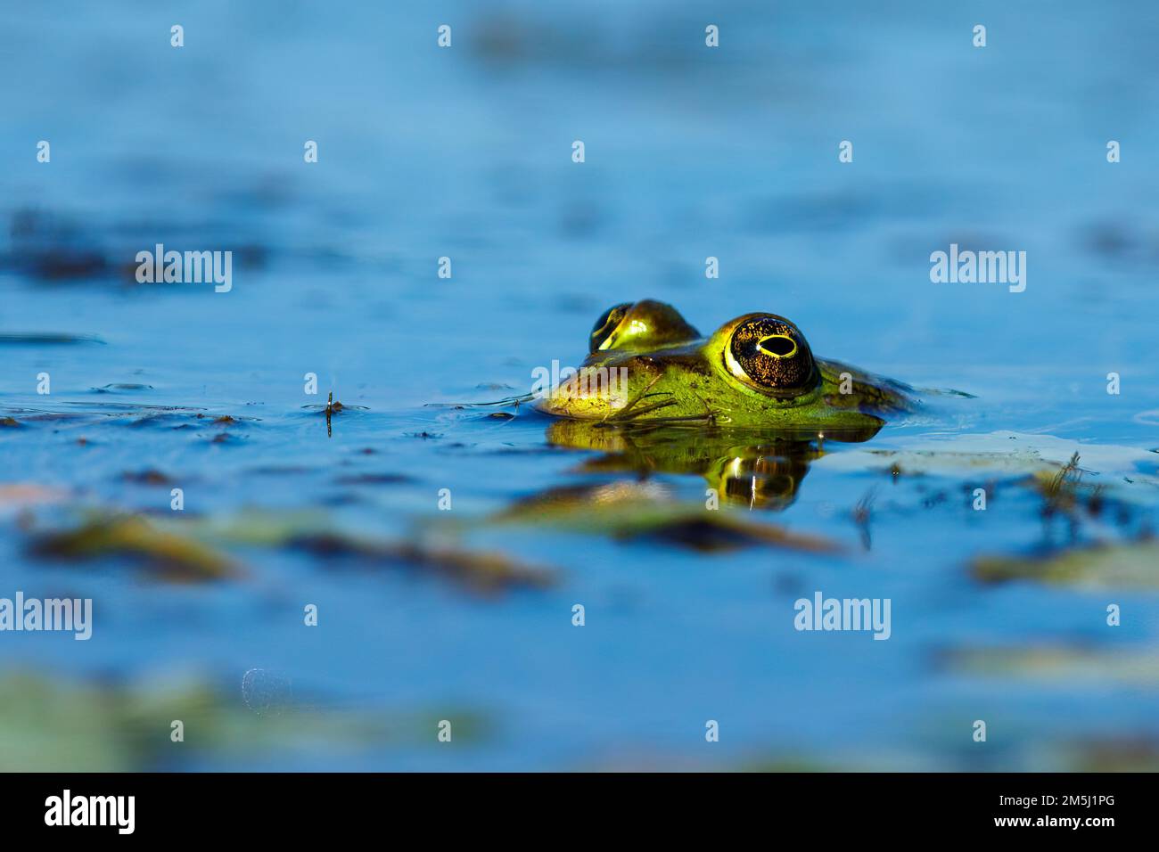 A frog in the swamps of the danube delta Stock Photo
