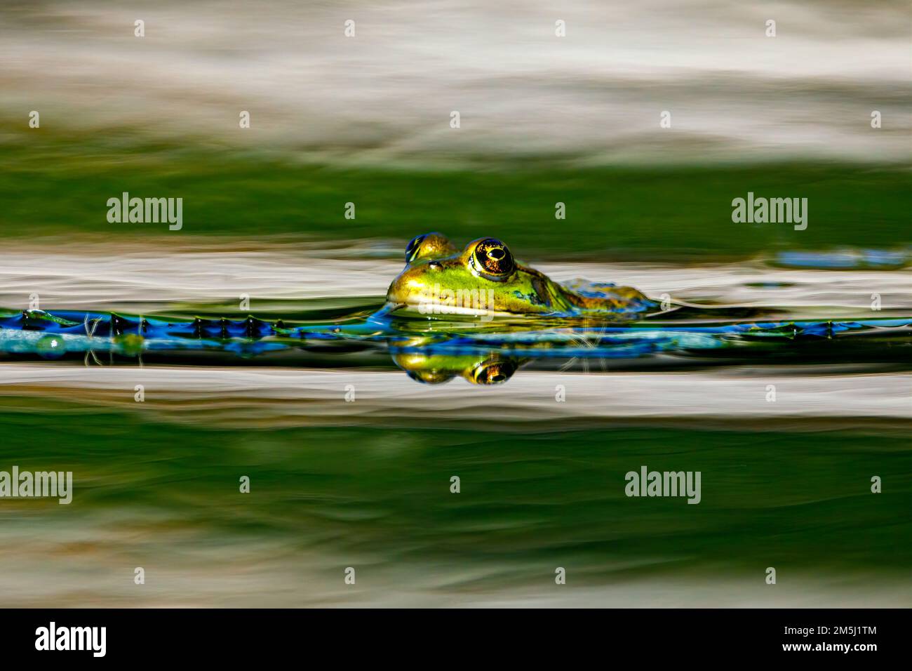 A frog in the swamps of the danube delta Stock Photo