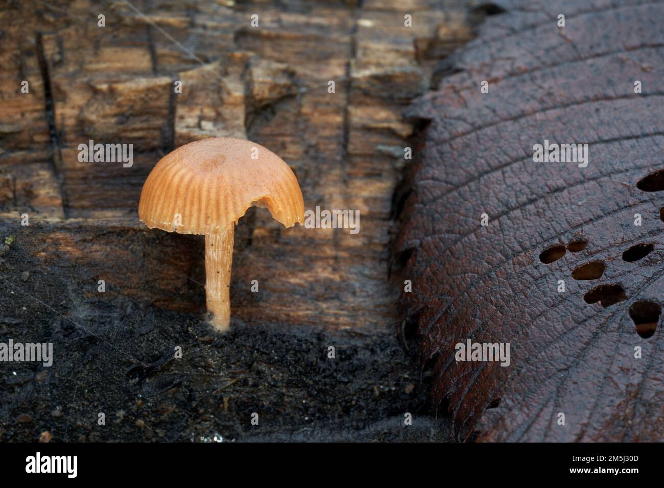 Edible mushroom Tubaria furfuracea on the wood. Known as scurfy twiglet or totally tedious tubaria. Wild beige mushroom in floodplain forest. Stock Photo