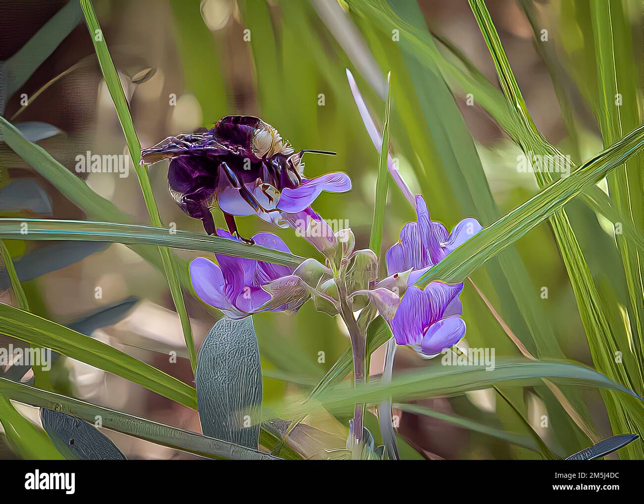 A closeup shot of a bumblebee on a purple petal Marsh Pea blossom flower in the grass Stock Photo