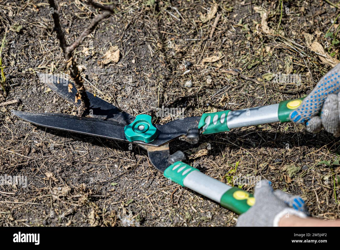 garden shears cut a dry branch in the garden Stock Photo Alamy