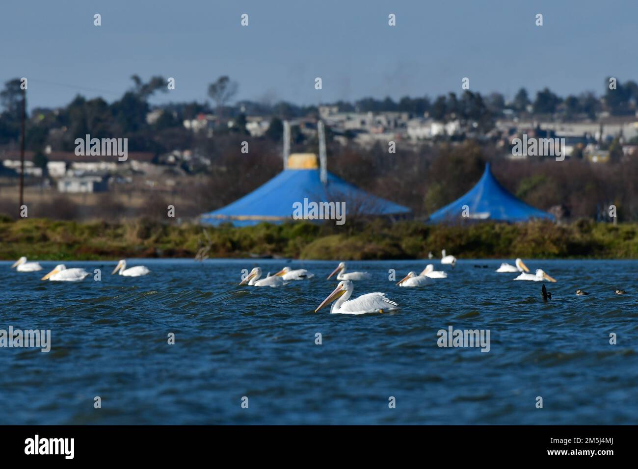 December 28, 2022, Toluca, Mexico : A group of 100 American pelicans migrated to the 'Tlachaloya lagoons' located north of the city of Toluca, where they will spend the winter until March, some visitors from the area come to the place to appreciate them while they rest in the place. on December 28 in Toluca, México. (Photo by Arturo Hernandez / Eyepix Group) Stock Photo