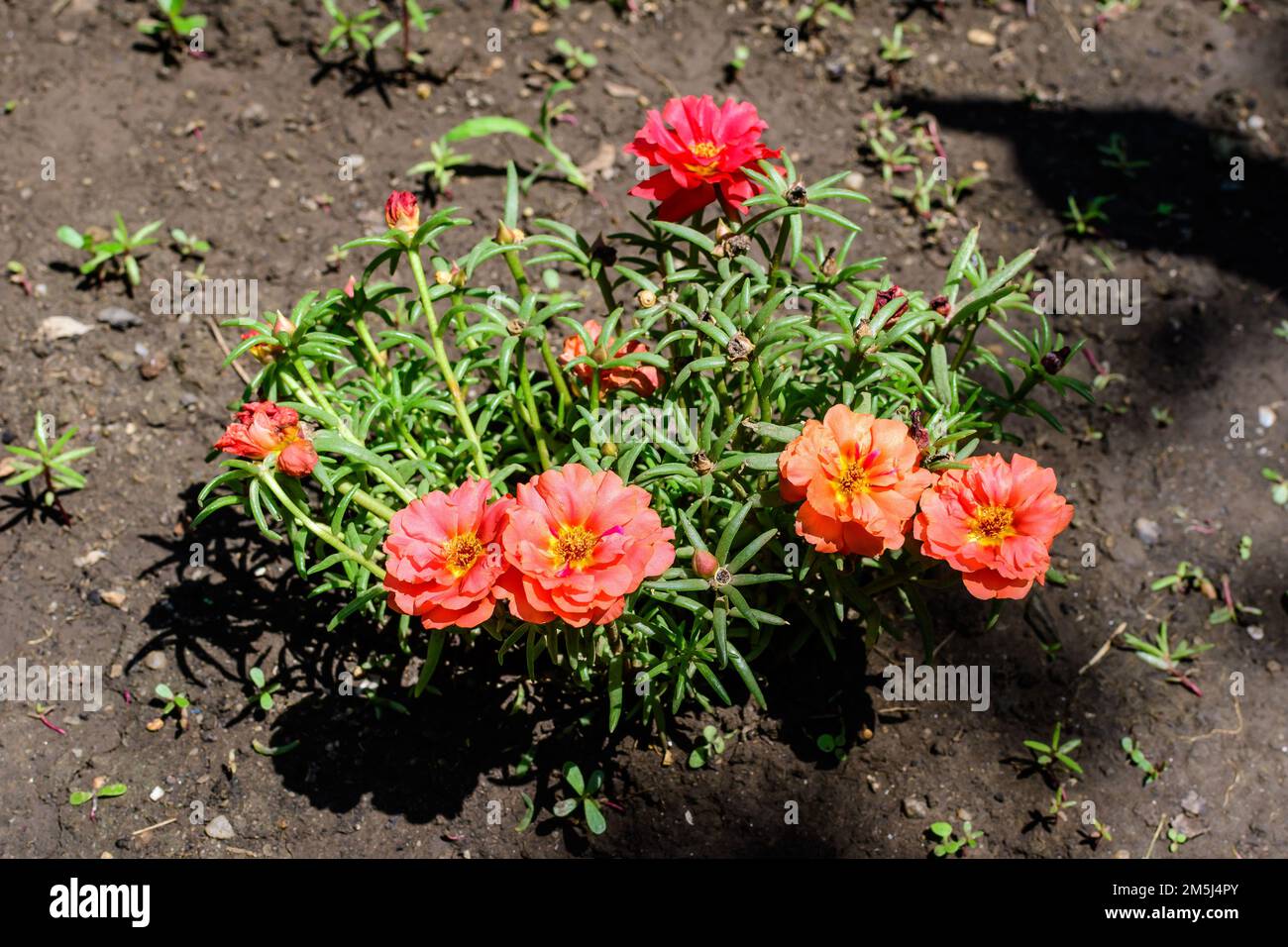 Moss rose or Portulaca grandiflora or Rose moss or Ten oclock or