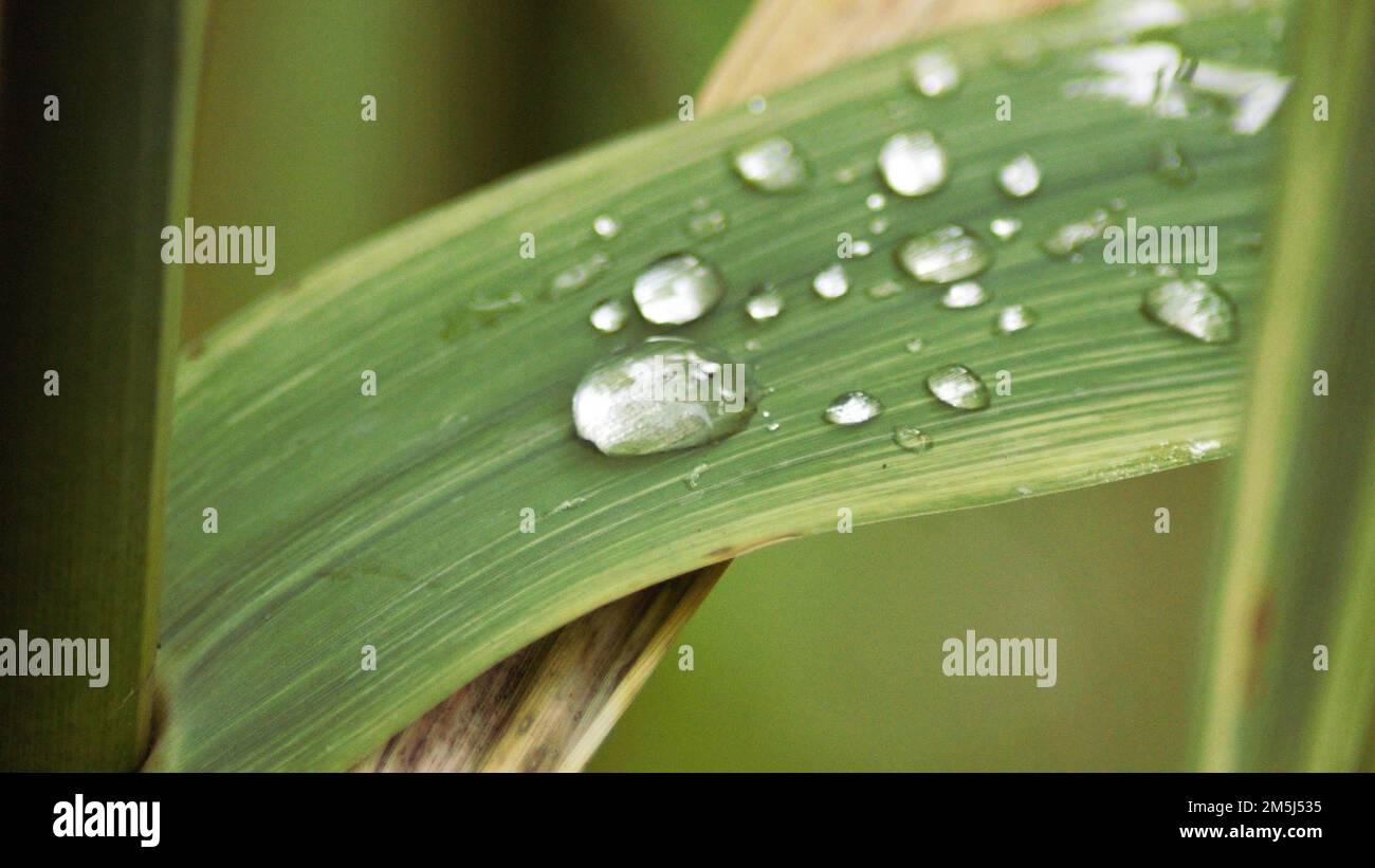 Water drops on green feaf Stock Photo