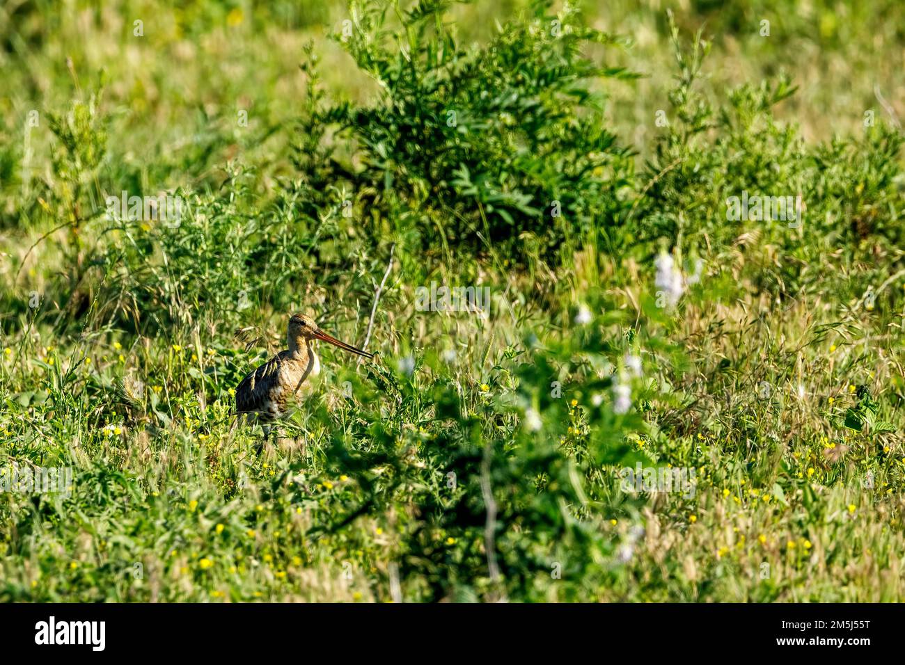 A Black Tailed Godwit in Danube Delta Stock Photo