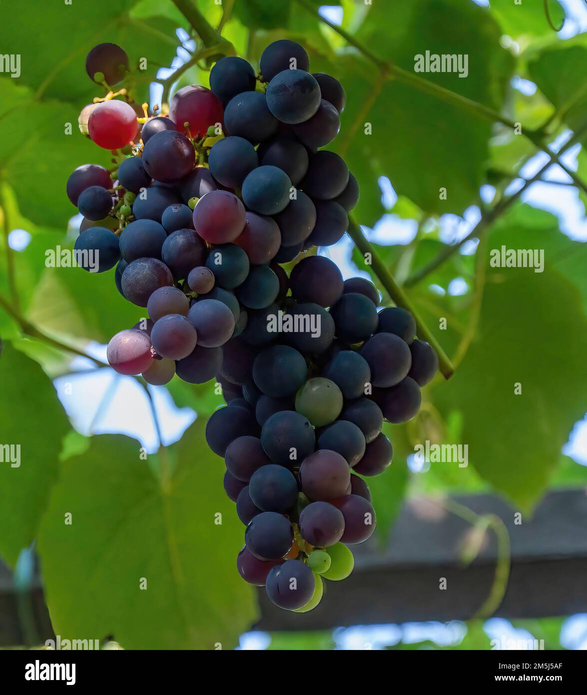 The ripe Common Grape Vine on the bush Stock Photo - Alamy