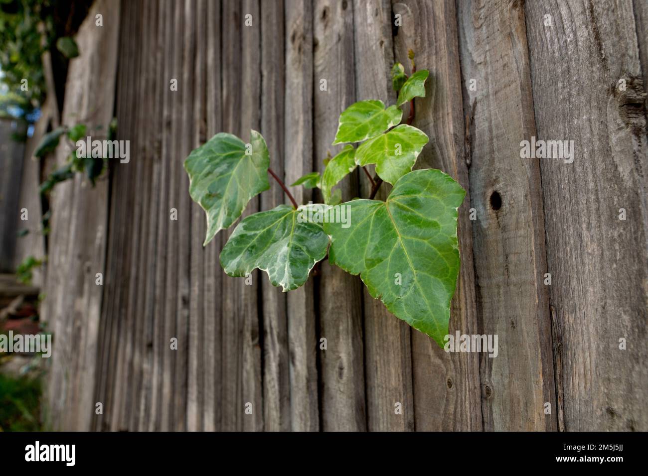 Plant on wooden fence Stock Photo - Alamy