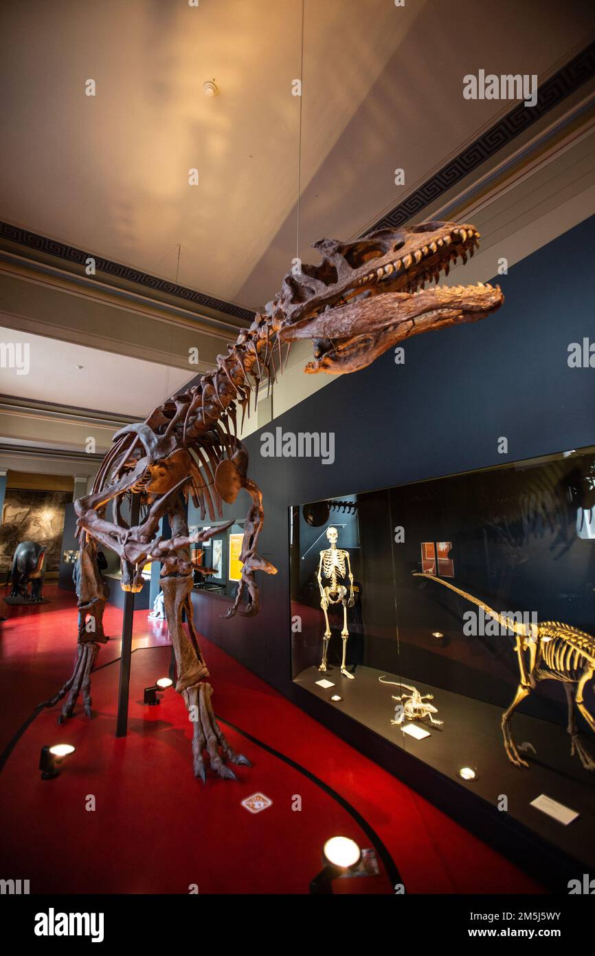 Natural history museum, Basel, Switzerland Stock Photo Alamy