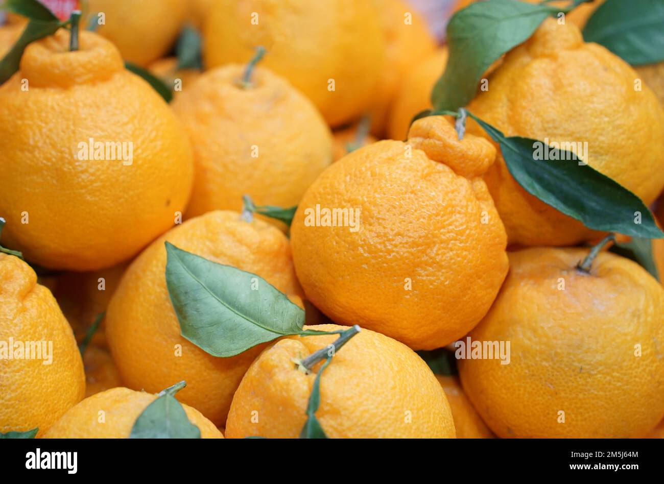 Jeju Island (Tangerine) Hallabong in Korea Stock Photo Alamy