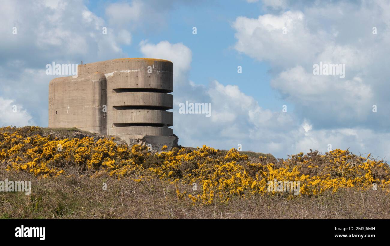 German Nazi concrete fortifications part of Atlantic Wall from World War 2 on Alderney Channel Islands set against yellow gorse and blue sky Stock Photo