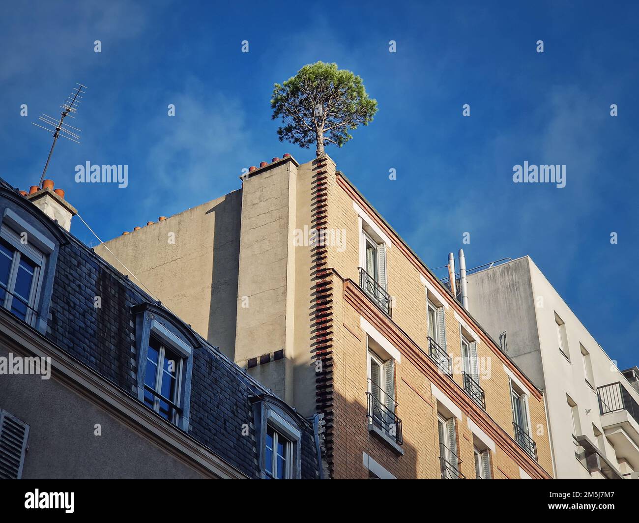 Pine tree growing on the top of a building in Asnieres, France. City environment, greening concept, the power of nature. Plants growing on the concret Stock Photo