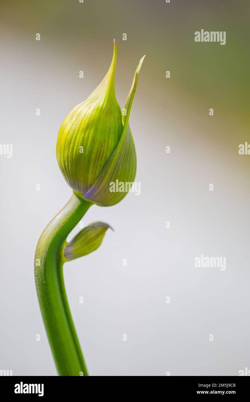 Bud of an African lily (Agapanthus) in an early stage with a curved stem Stock Photo