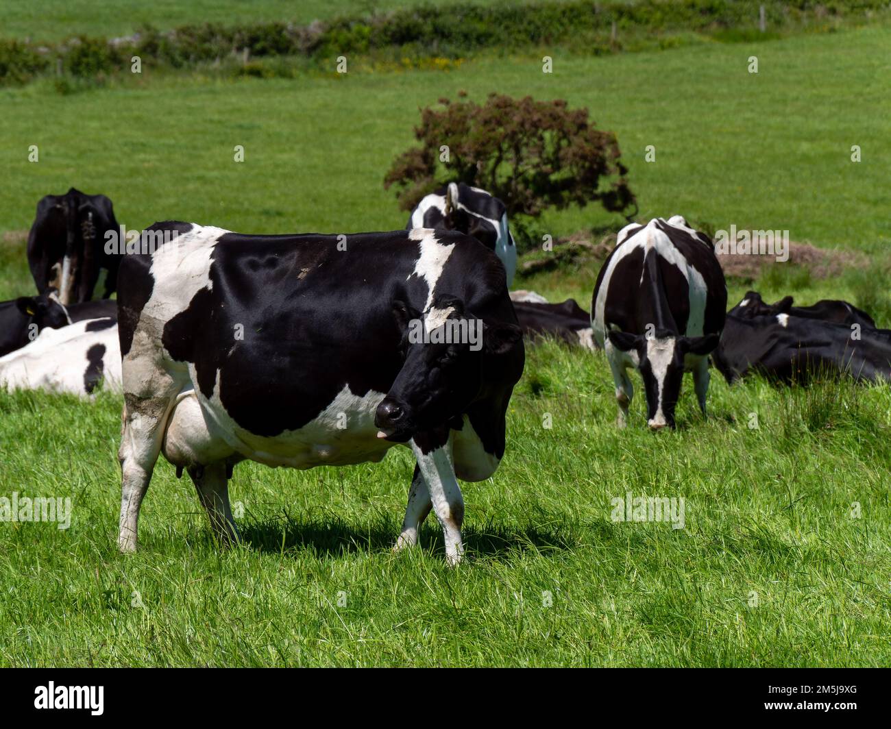 Several cows are eating grass on a sunny spring day. Cattle on a ...