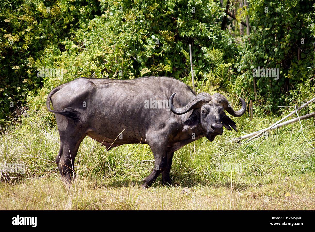 Buffalo, Aberdare National Park, Kenya Stock Photo