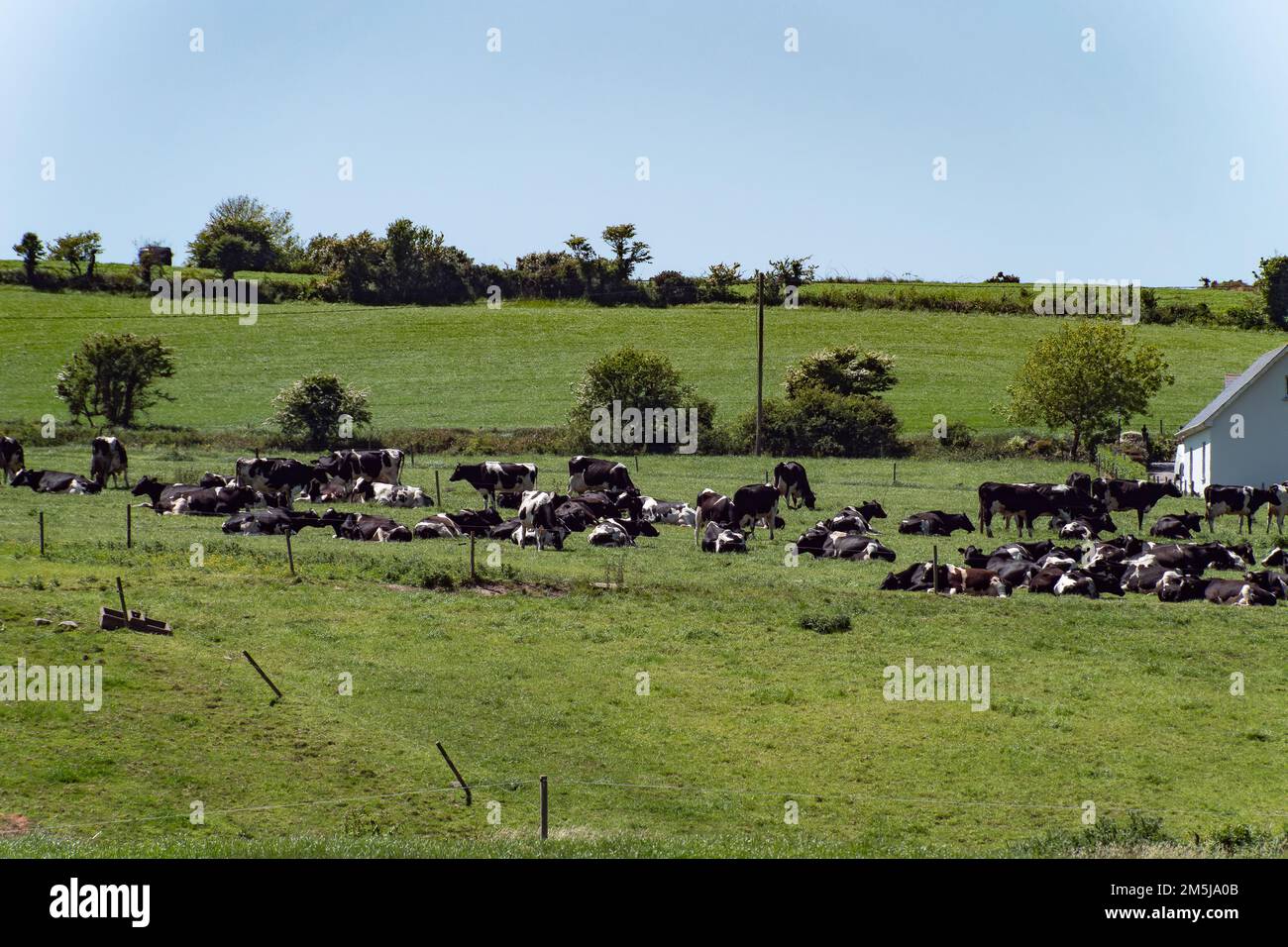 A herd of cows in a paddock on a sunny spring day. Animals on the farm field, pasture. Agricultural landscape. White and black cow on green grass fiel Stock Photo