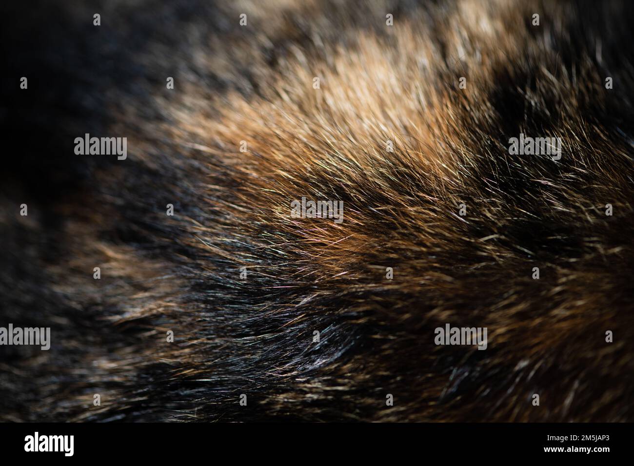 hair of the chignon close-up on the back Stock Photo