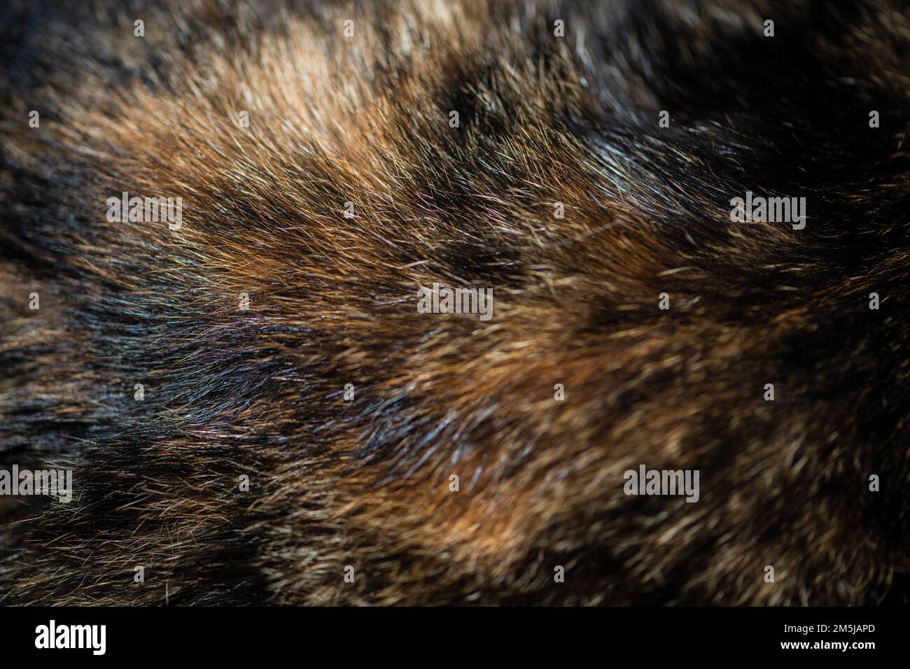 hair of the chignon close-up on the back Stock Photo