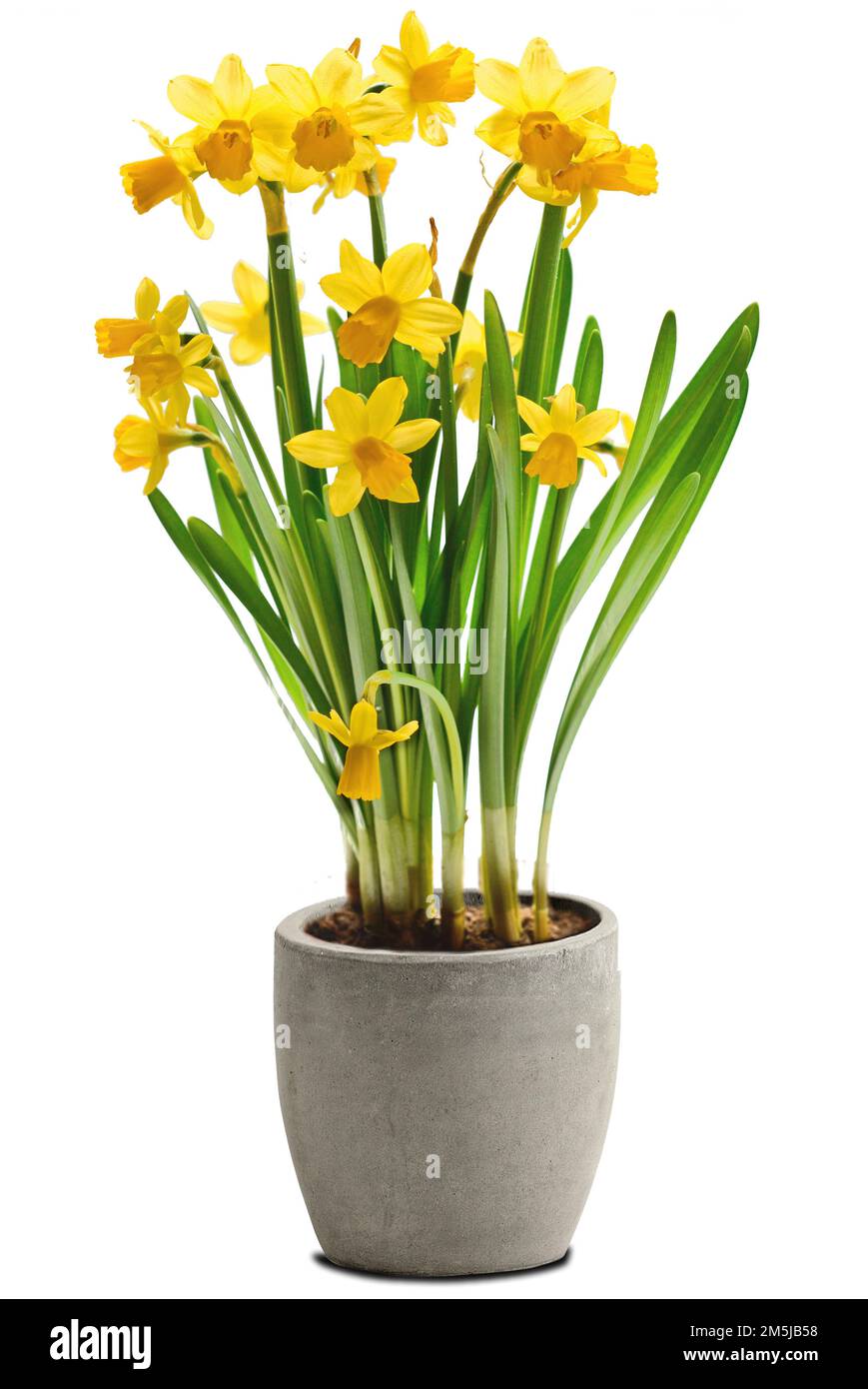 Daffodils field Cut Out Stock Images & Pictures Alamy